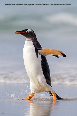 Gentoo Penguin (Falkland Islands)