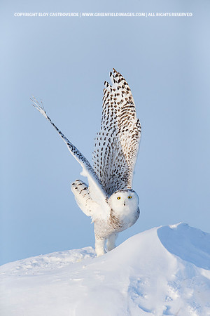 Snowy Owl (Canada)