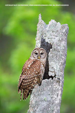 Barred Owl (Florida)