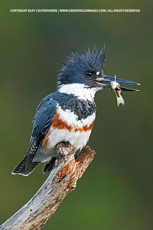 Belted Kingfisher (Florida)