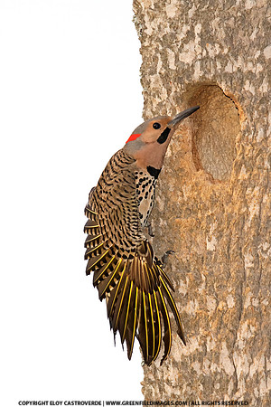Yellow Shafted Northern Flicker (Florida)
