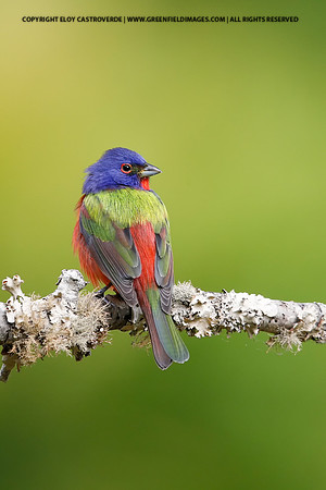 Painted Bunting (Florida)