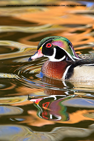 Wood Duck (New Mexico)