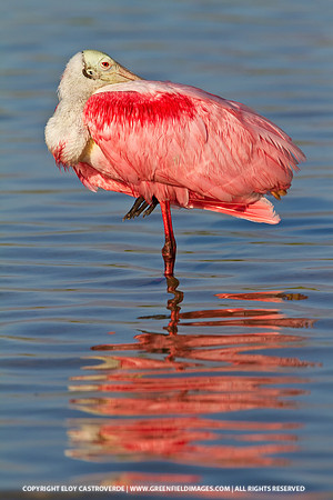 Roseate Spoonbill (Florida)