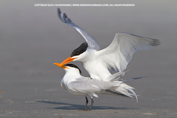 Royal Tern (Florida)