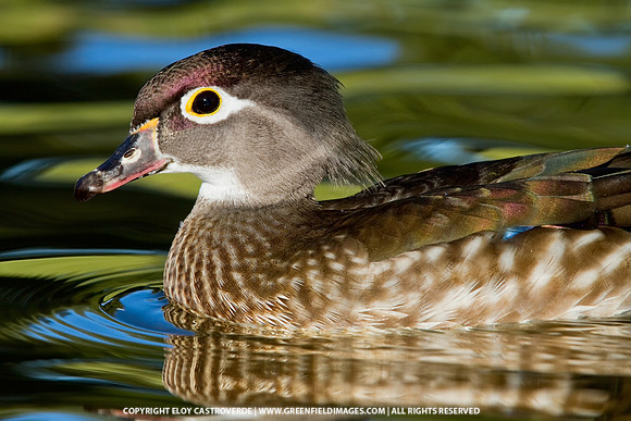 Wood Duck (California)