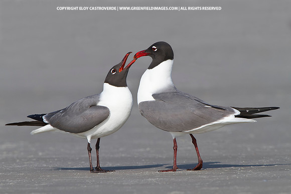 Laughing Gull (Florida)