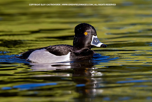 Ring-necked Duck (California)
