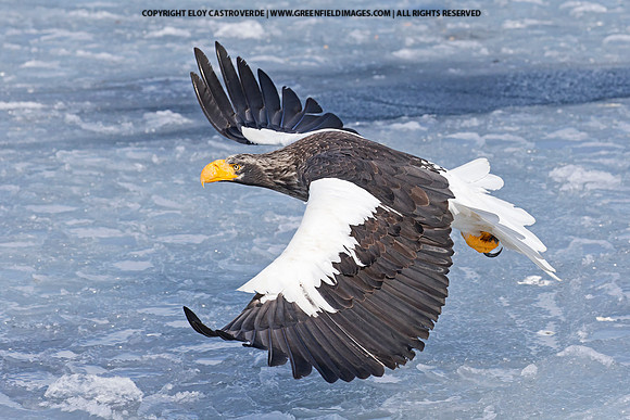 Steller's Sea Eagle (Japan)