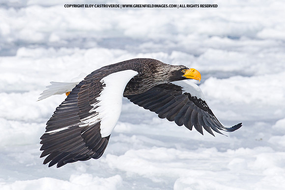 Steller's Sea Eagle (Japan)
