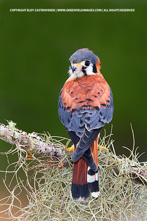American Kestrel (Florida)