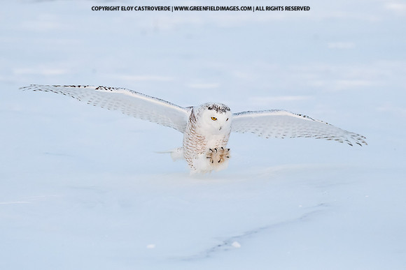 Snowy Owl (Canada)