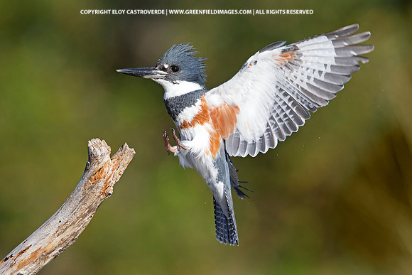 Belted Kingfisher (Florida)