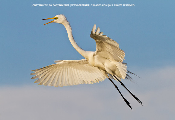 Great Egret (Florida)
