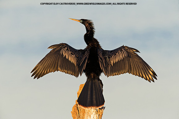Anhinga (Florida)