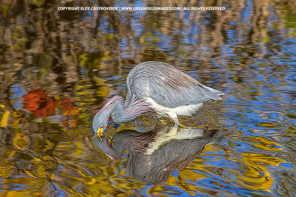Tricolored Heron (Florida)