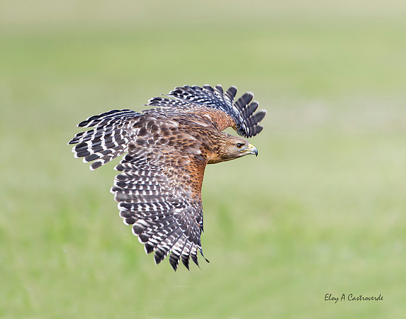 Red Shouldered Hawk (Florida)