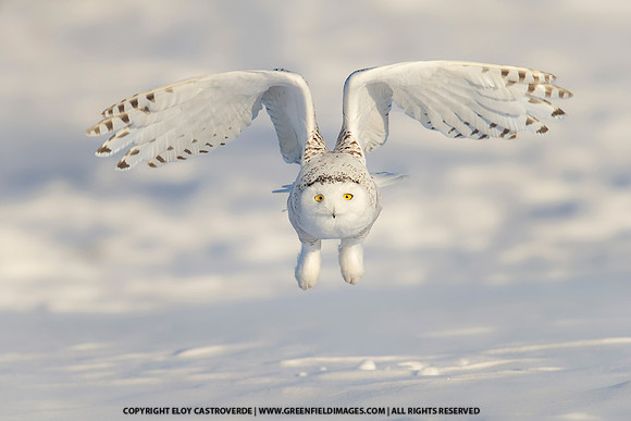 Snowy Owl (Canada)