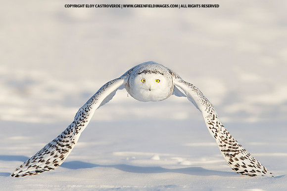 Snowy Owl (Canada)