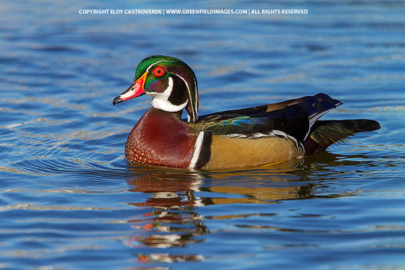 Wood Duck (California)