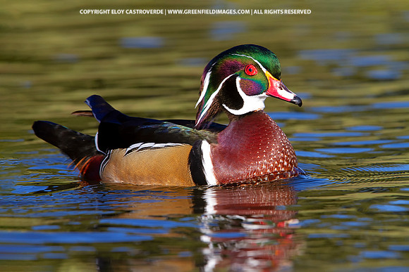 Wood Duck (California)