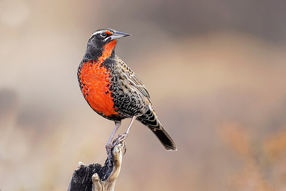 Long Tailed Meadowlark (Patagonia, Chile)