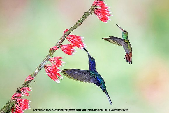 Violet Sabrewing Hummingbird and Rufous-tailed Hummingbird