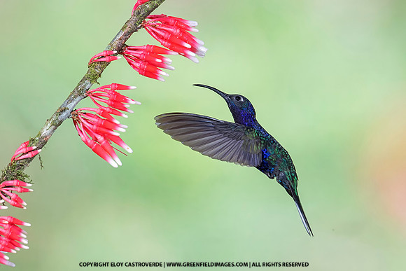 Violet Sabrewing