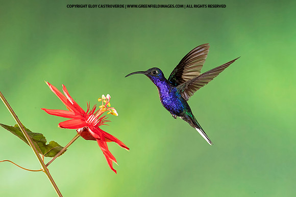 Violet Sabrewing Hummingbird
