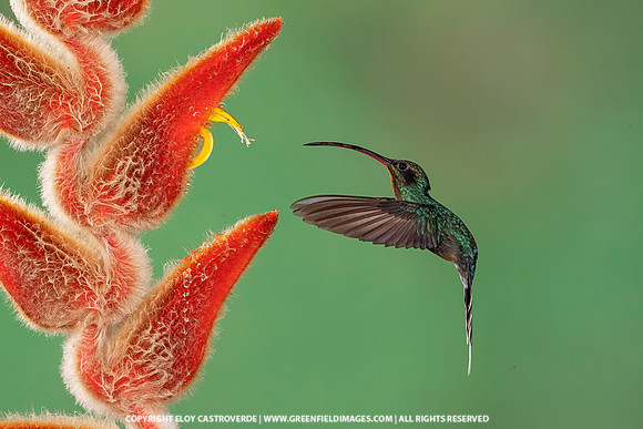 Green Hermit Hummingbird