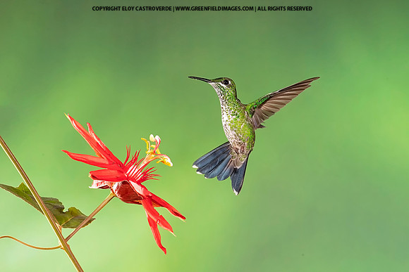 Green-crowned Brilliant Hummingbird
