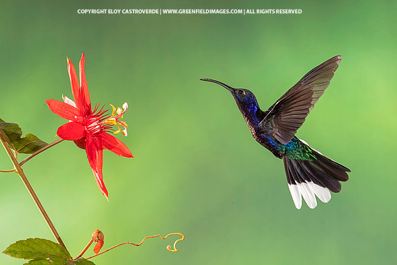 Violet Sabrewing