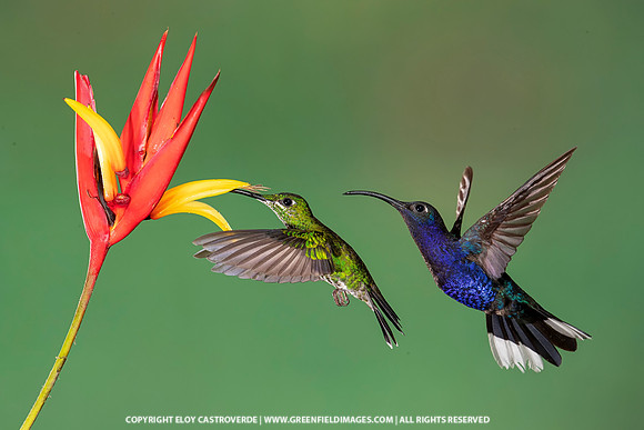 Green-crowned Brilliant and Violet Sabrewing