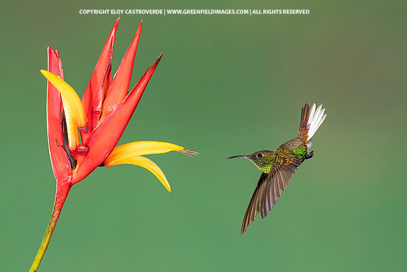 Coppery-headed Emerald Hummingbird
