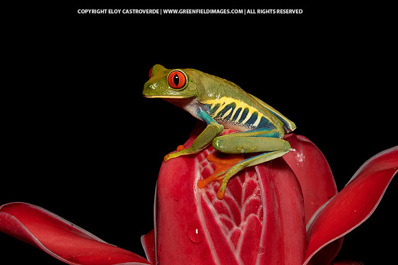 Red-eyed Tree Frog