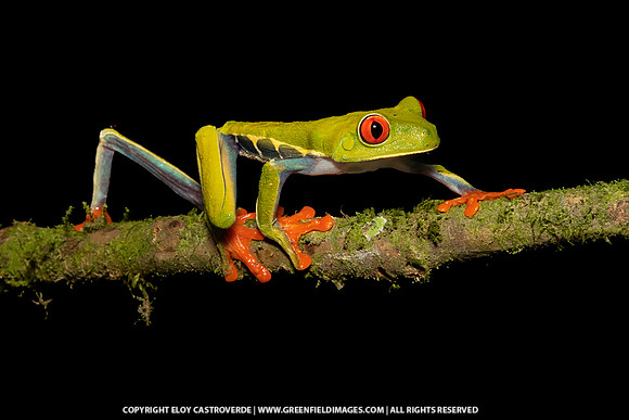 Red-eyed Tree Frog