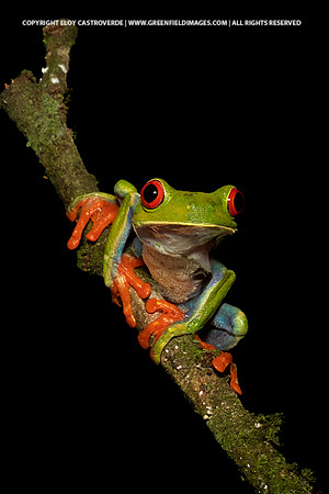 Red-eyed Tree Frog