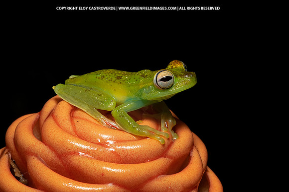 Red-webbed Tree Frog