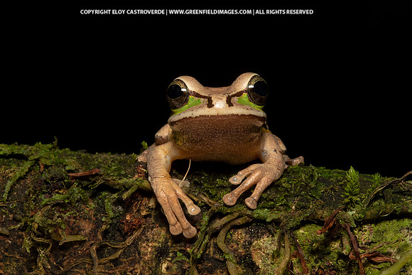 Masked Tree Frog
