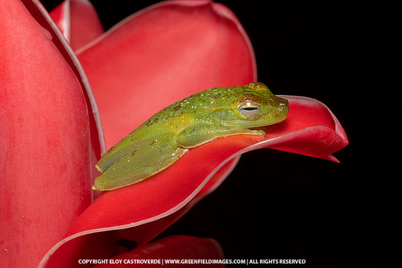 Red-webbed Tree Frog