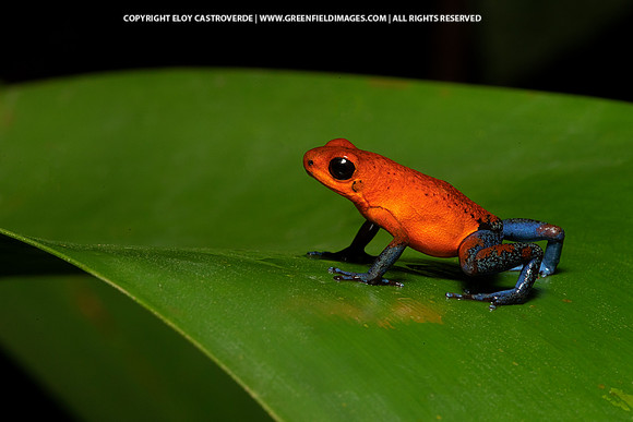 Blue-jeans Poison Dart Frog