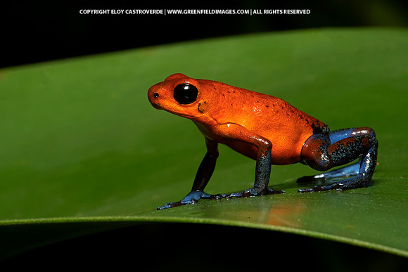 Blue-jeans Poison Dart Frog