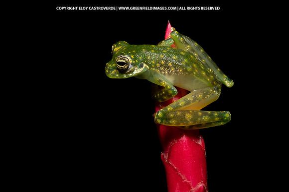 Cascade Glass Frog