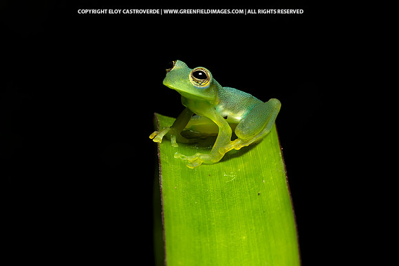Spinny Glass Frog