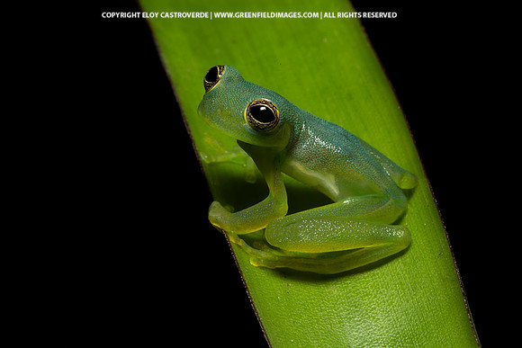 Spinny Glass Frog