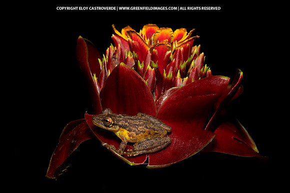 Olive-snouted Treefrog