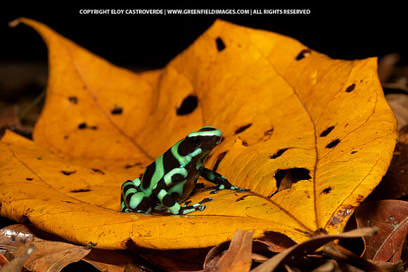 Green-and-black Poison Dart Frog