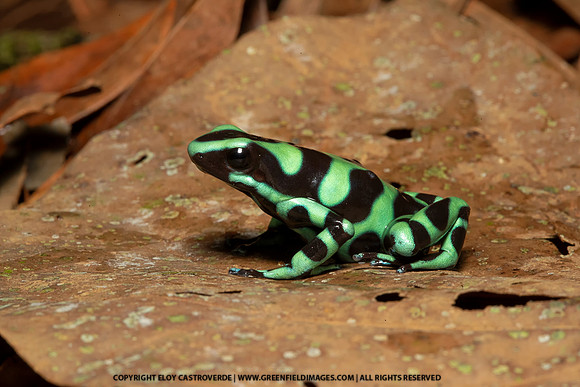 Green-and-black Poison Dart Frog