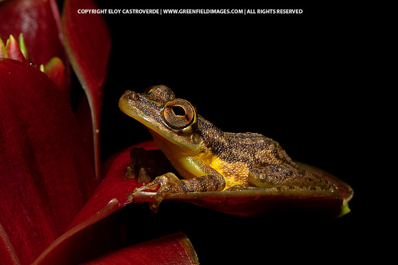 Olive-snouted Tree Frog