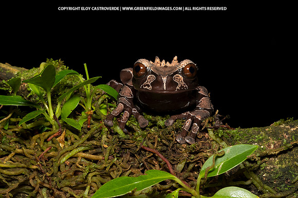 Coronated Tree Frog